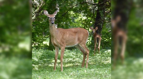 Deer Attacks Woman Jogging With Dog