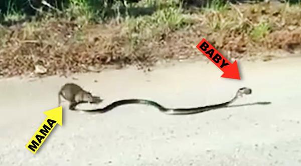 Crazy Video Shows Rat Mama Fighting Snake To Save Her Baby