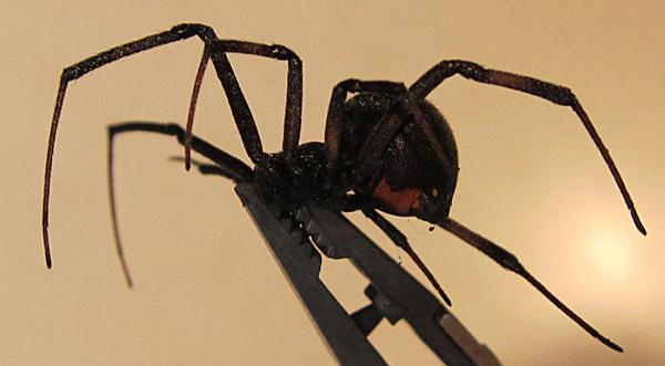 New Black Widow Relative Found, But Grows Bigger & Lays Purple Eggs