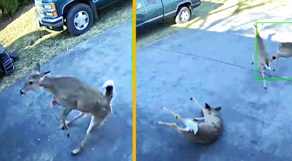 Deer Slams Into Garage Door At Full Speed