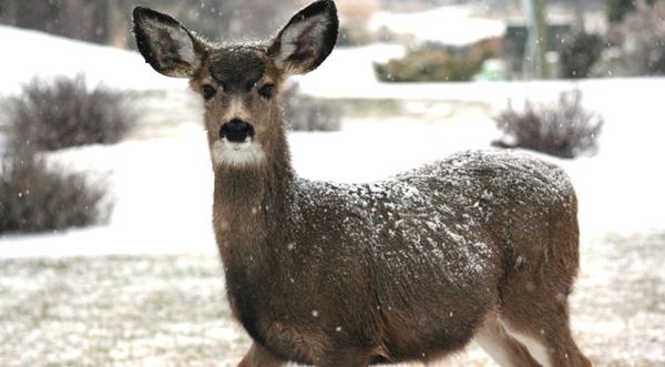 CDC Warns Hunters: Deer Can Transmit Tuberculosis To Humans