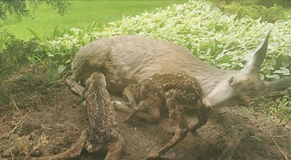 Doe Gives Birth Outside Living Room Window In Flower Bed