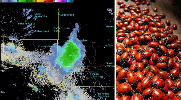 Massive ladybug "super bloom" visible on weather radar