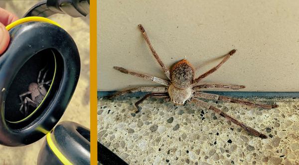 Guy Finds Huntsman Spider Tickling His Ear From Inside Earmuffs