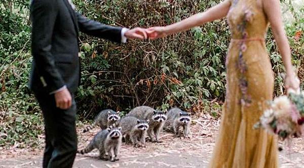 Raccoons Walk Out Of Bush Into A Wedding Photoshoot
