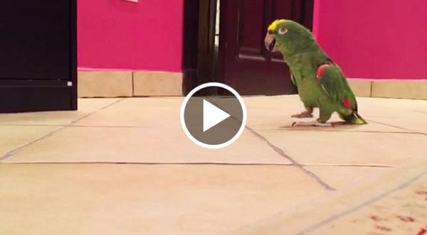 Bird's Evil Laugh Will Make You Laugh So Hard