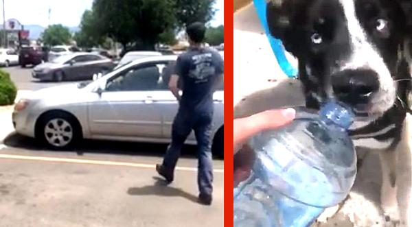 911 Took Too Long, So Man Breaks Window To Save Dying Dog