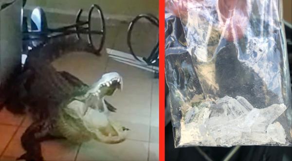 Police Warn Of Terrifying “Meth Gators” In Tennessee