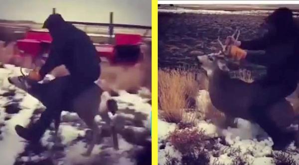 Teen Arrested For Animal Abuse After Riding Deer