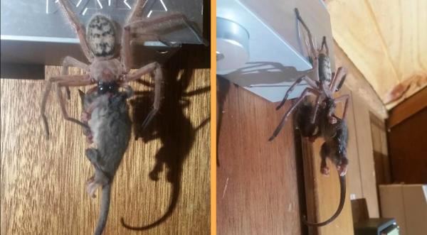 Man Finds Spider Eating A Possum & The Pictures Are Going Viral