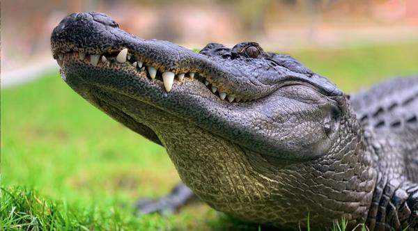 Alligator Drags 75-Year-Old Man Into Pond & Kills Him At Myrtle Beach Golf Course