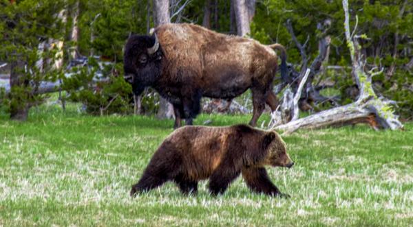 Bear Mauls Land Surveyor