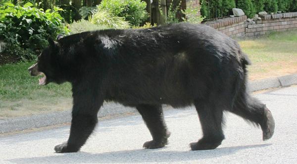 Woman Fights Off Bear Attack With Only Her Laptop
