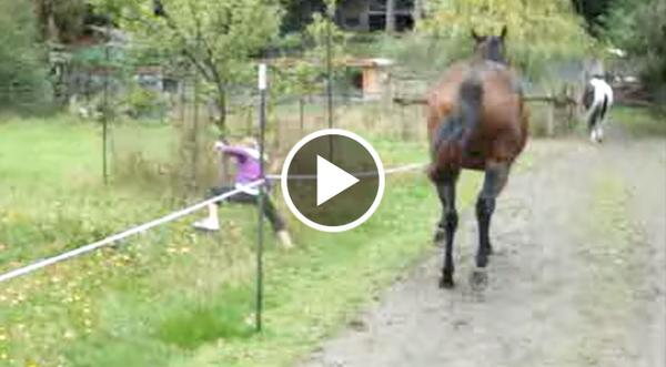 Horse Farts So Loud He Scares Himself & Little Girl