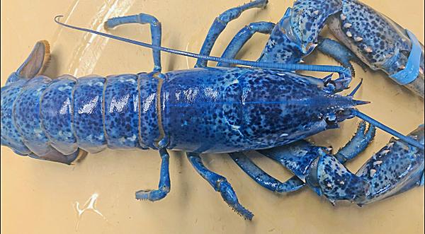 Rare Blue Lobster Found At Restaurant - Only 1 in 2 Million Are Blue