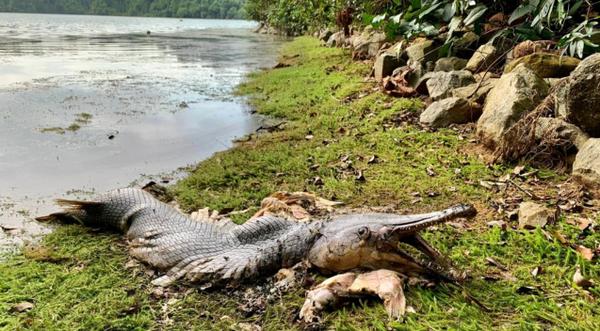 Non-Native Alligator Gar Carcass Found At Reservoir