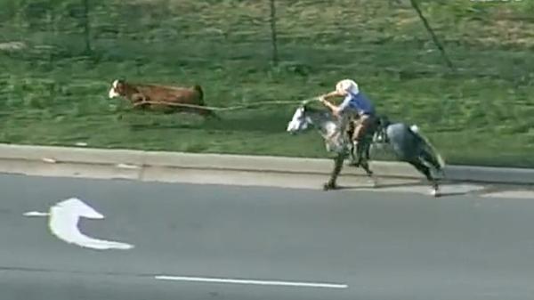 Cowboys Lasso Cow Running Down Busy Oklahoma City Highway