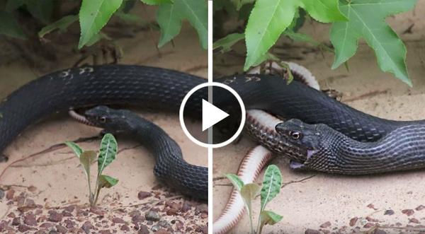 Massive Snake Suddenly Unhinges Jaw To Regurgitate Live Meal Before Our Eyes