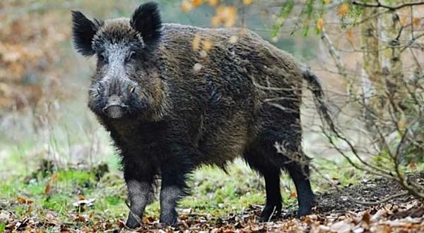 Wild Boars Dig Up Cocaine Stash & Snort It...Then Run Hog Wild