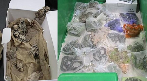 Man Smuggling 52 Bags Of Reptiles Into The U.S. Gets Caught