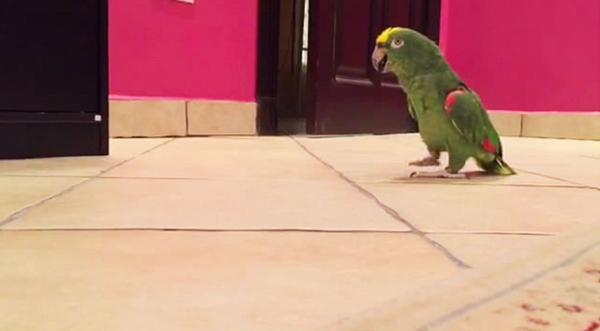 Bird's Evil Laugh Will Make You Laugh So Hard