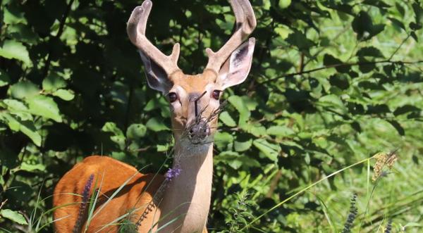 Deer Spotted With Arrow In Its Skull