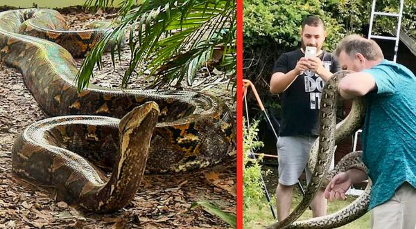 Man-Eating Snake Found After Terrorizing Town