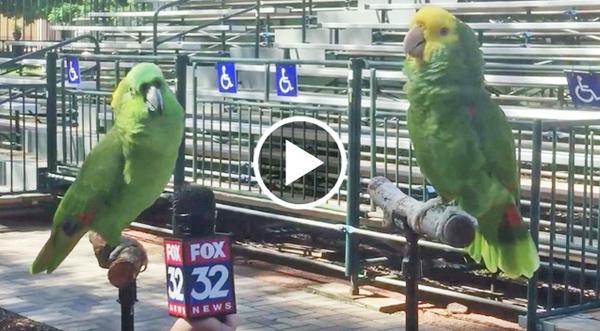 Two Birds Being Interviewed Suddenly Break Out Into Song