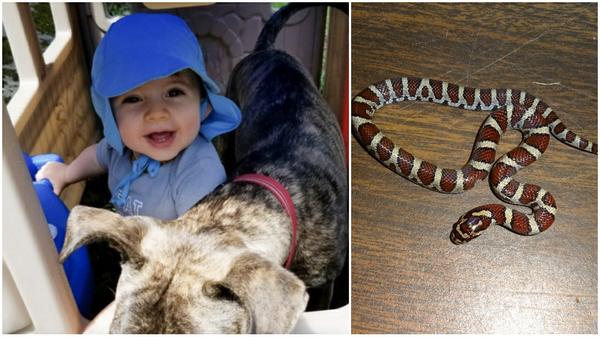 Snake Enters Home, Bites Baby Playing On Kitchen Floor