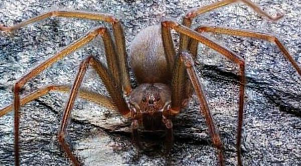 Newly-Discovered Venomous Spider Rots Human Flesh – Known To Live In Households