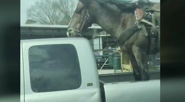 Horse Worth $15K Spotted In Bed Of Truck On Highway In Texas