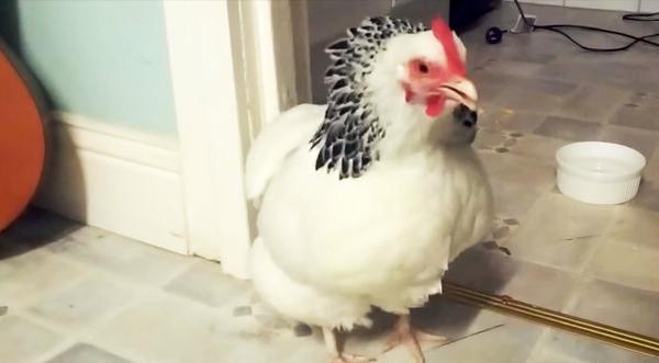 Who Knew A Chicken Sneeze Was The Funniest Noise Ever?