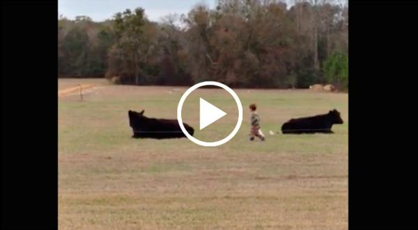 What Happens When Dad Dares 4-Year Old Son To Ride Steer Will Leave You In Stitches