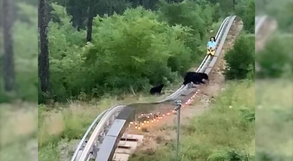 Bears Cross Roller Coaster Track In Front Of Oncoming Rider