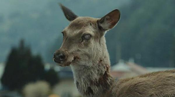 "Zombie Deer Disease" Can Spread To Humans, Experts Say