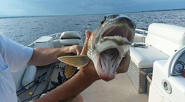 Fish With Two Mouths Caught In Lake Champlain