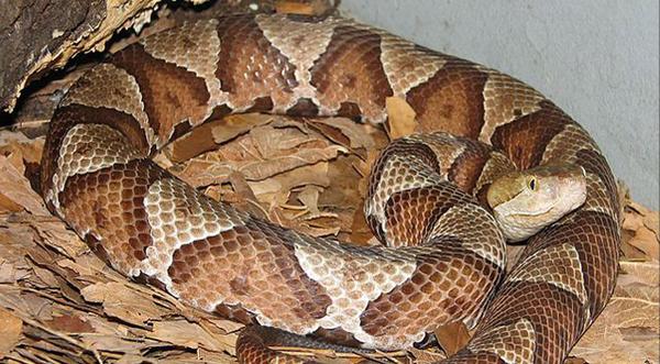 Multiple States Warn Of High Number Of Copperheads For 2021