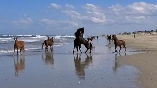 Annual “Stallion Wars” Underway On North Carolina Beach