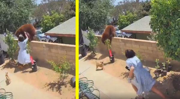 Watch: Lady Pushes A Bear Off Fence To Save Her Dogs