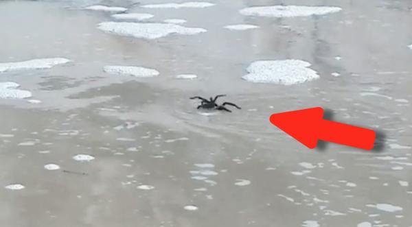 Swimming Tarantulas In Texas Are Your New Nightmare