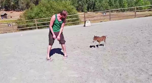 This Baby Miniature Horse Is The Most Adorable Creature You'll Ever Lay Eyes On