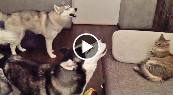 Noisy Huskies Start Singing. The Cat's Reaction? Priceless!
