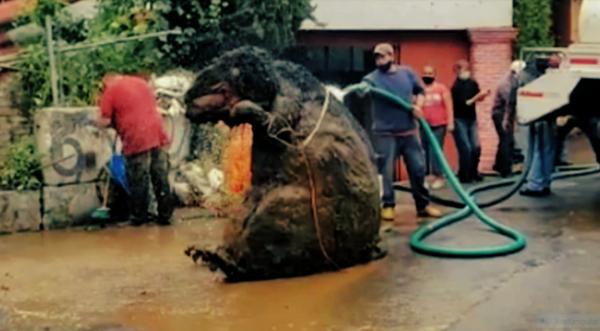 Nearly 5-Foot-Tall “Giant Rat” Found In Mexico City Storm Drain