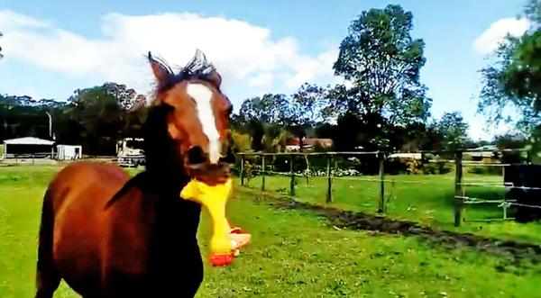 Horse Finds Squeaky Chicken Toy & Won't Stop Playing With It