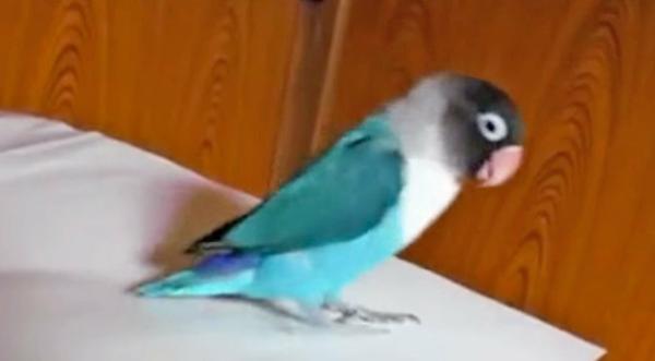 Parrot Quickly Performs "Riverdance" To Irish Tune