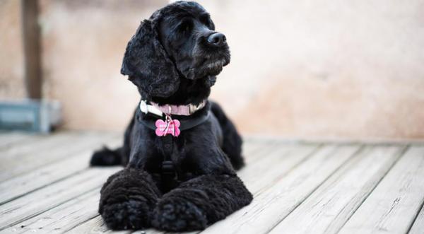 Blind Dog Sees Owners For First Time After Regaining Eyesight