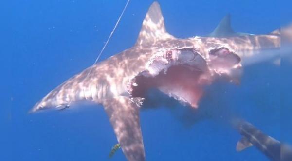 Scientists Film Half-Eaten Shark Swimming Off The Coast Of Spain