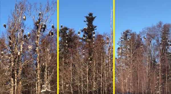 Over 50 Bald Eagles Filmed In Tree Together