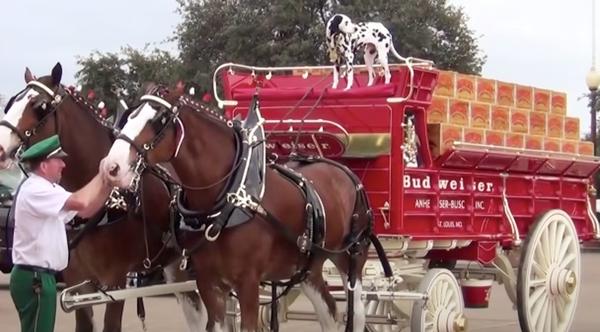 Budweiser Clydesdale Events Canceled as Bud Light Boycott Grows