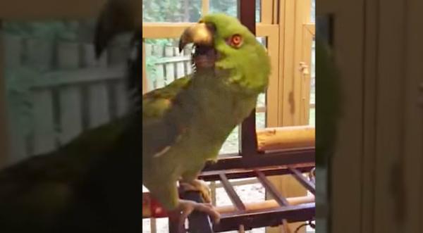 You’ll Be In Tears Over This Parrot Hysterically Singing ‘Margaritaville’
